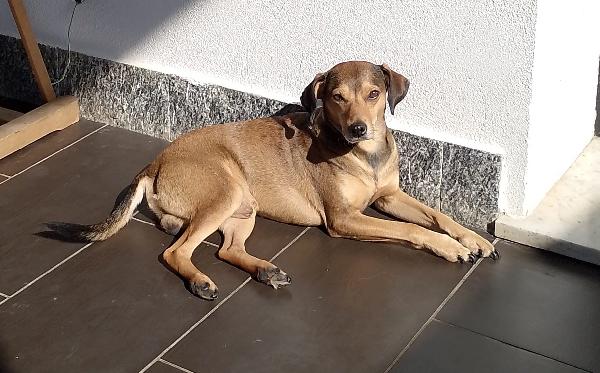 Ninja Meraviglioso Piccolo Cagnolino Cerca Famiglia 